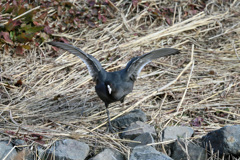 飛べないバン君