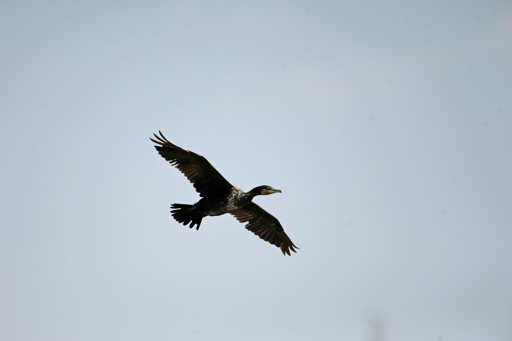カワウがセーフ