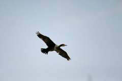 カワウがセーフ