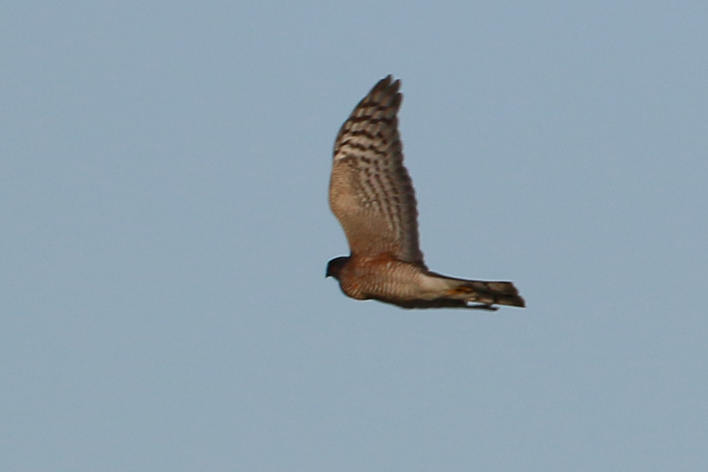 ハイタカ横から