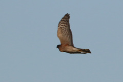 ハイタカ横から