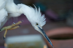 コサギのとさか？