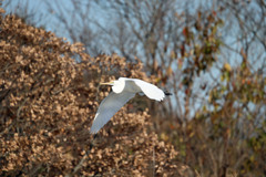 紅葉とダイサギ