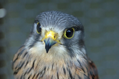 ポートレート-2