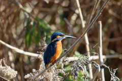 カワセミ定番写真