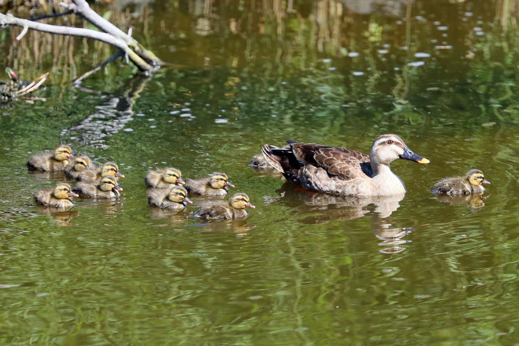 よくも見ると雛11羽
