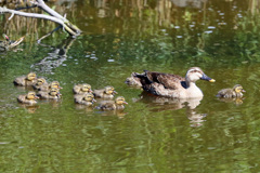 よくも見ると雛11羽