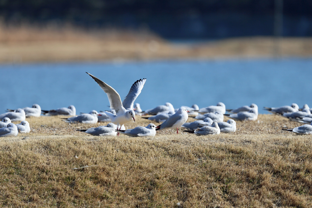 ユリカモメ整列その3