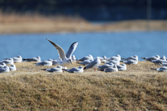 ユリカモメ整列その3