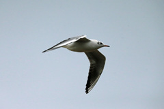 ユリカモメの飛び方