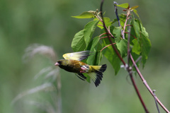 カワラヒワ飛び出し