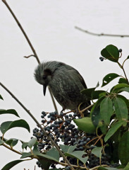 この実うまいかな