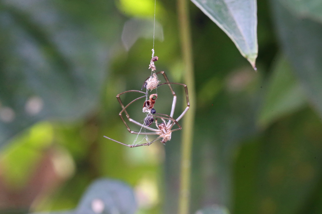 クモさん落ちそう