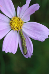 あなたはどちらさん？