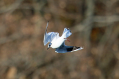 ズグロカモメ急降下