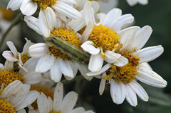 触っても動きません