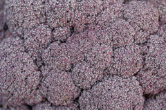 紫のジュータン