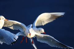 右のユリカモメさん殴られた
