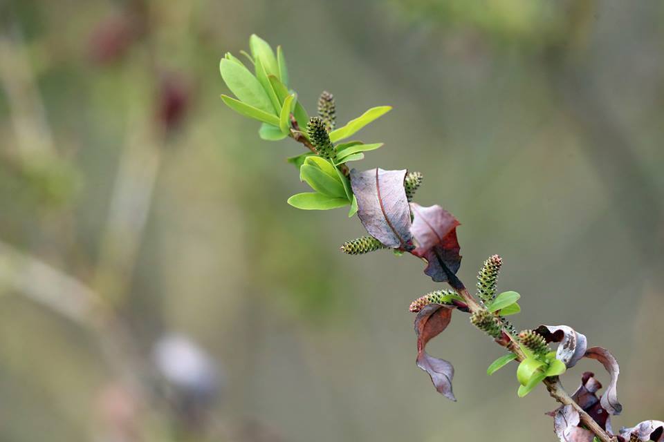 望遠レンズで花の写真-4