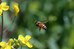 ミツバチ飛行中-2