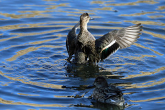 コガモ定番ポーズ-2