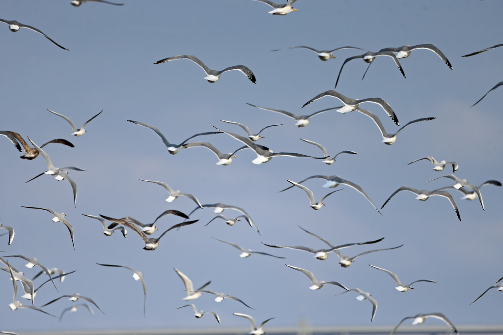 空一面カモメさん-1