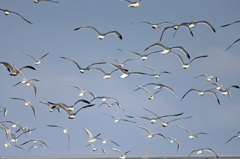 空一面カモメさん-1