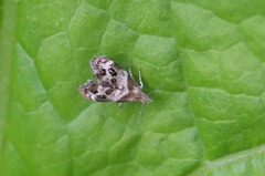 あなたはどなた