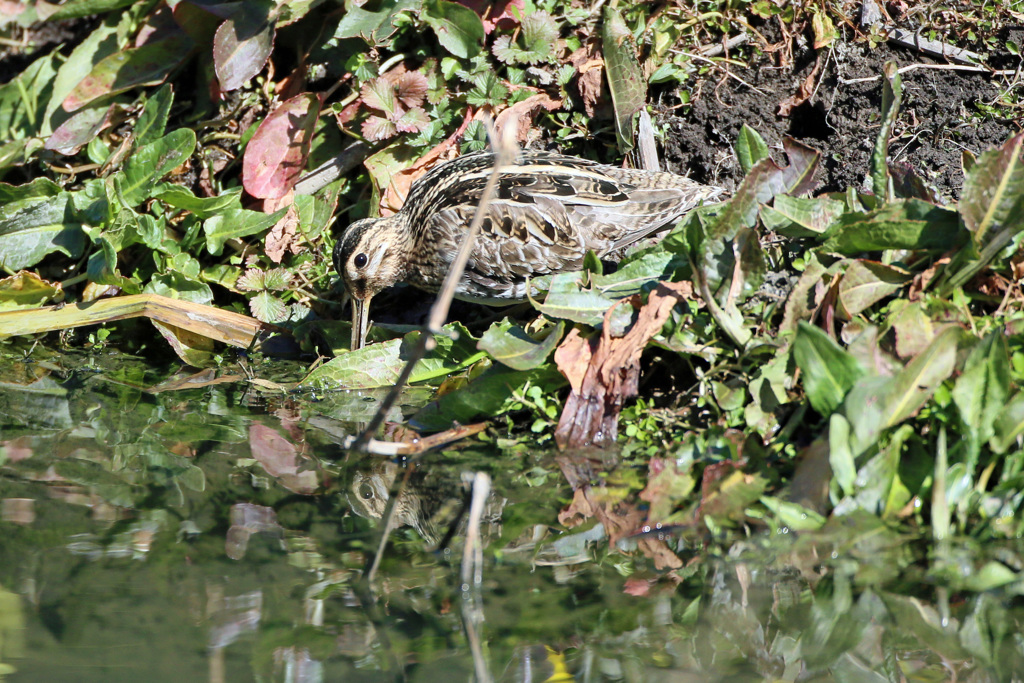 タシギのポーズ-2