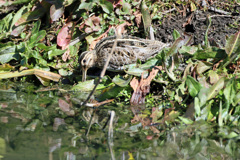 タシギのポーズ-2