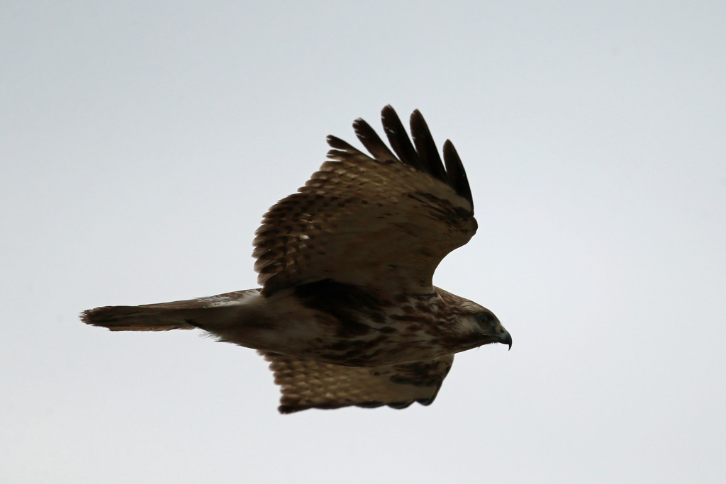 曇り空にノスリ