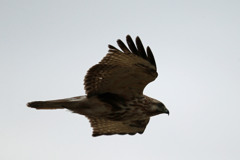 曇り空にノスリ