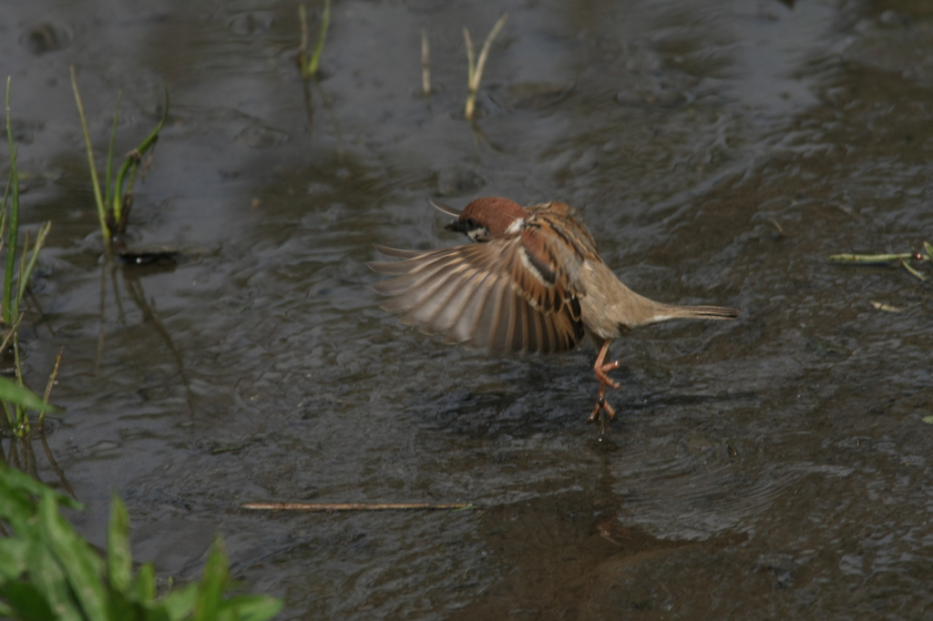 ホバリングかな？