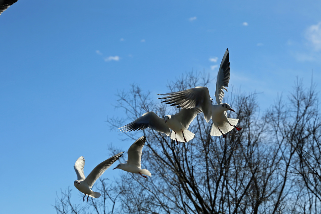 逆光対枯れ木で