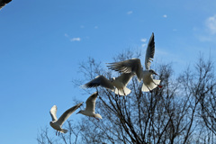 逆光対枯れ木で