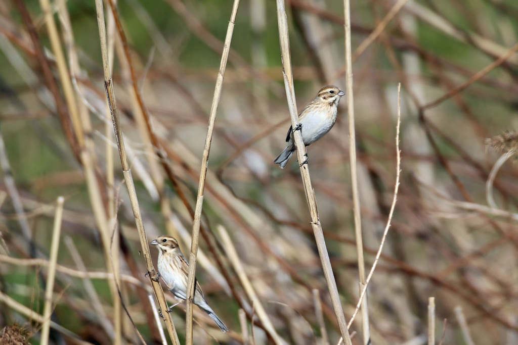 たぶんオオジュリンの夫婦その2