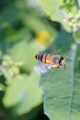 ぶっぶっぶんハチが飛ぶ-2