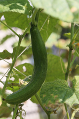 じばえキュウリ