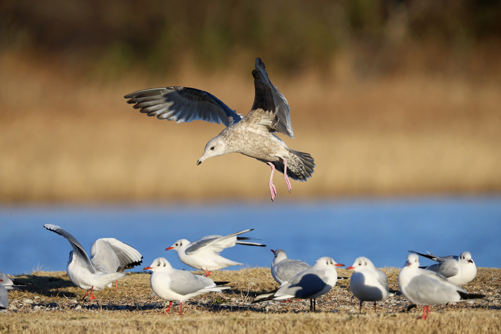 ユリカモメ踏むに