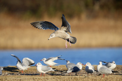 ユリカモメ踏むに