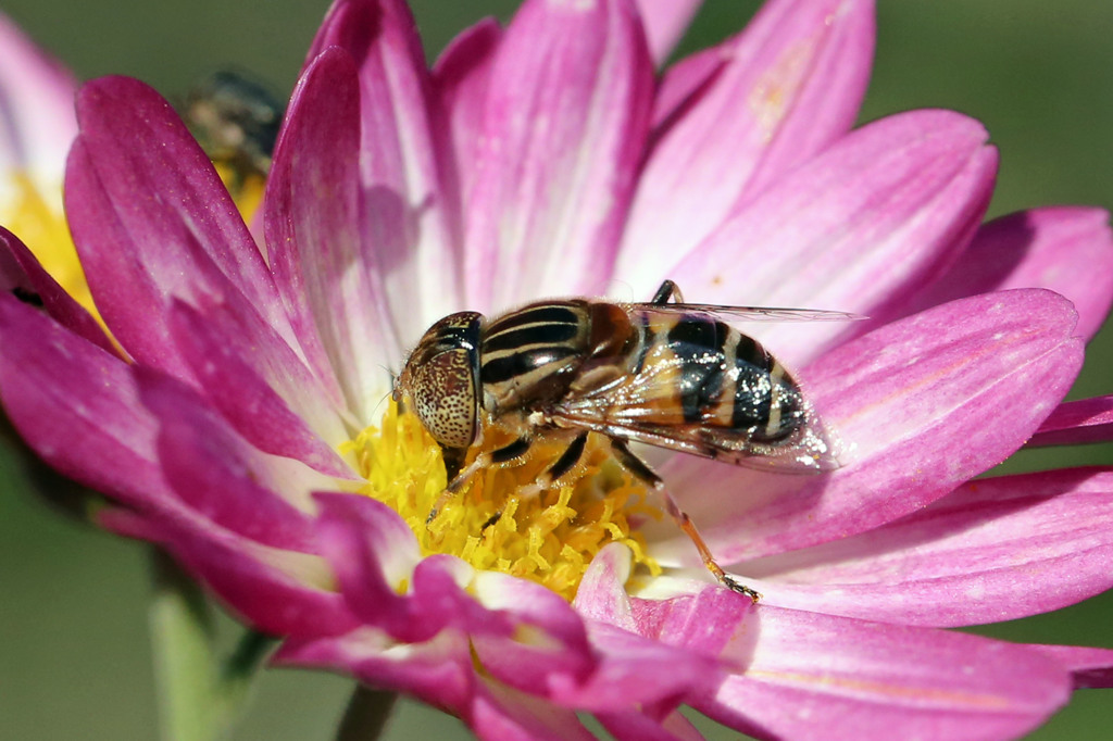 あなたはどちらさん