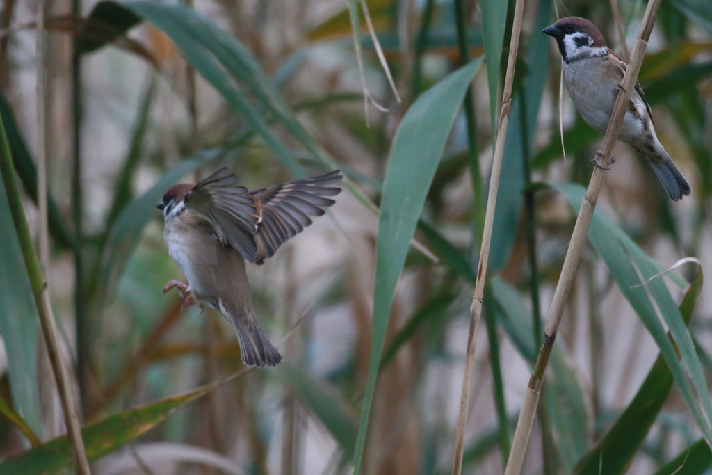 コマ送りかな？
