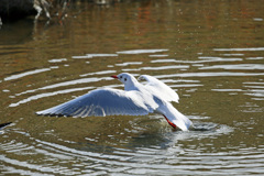 ユリカモメ発進