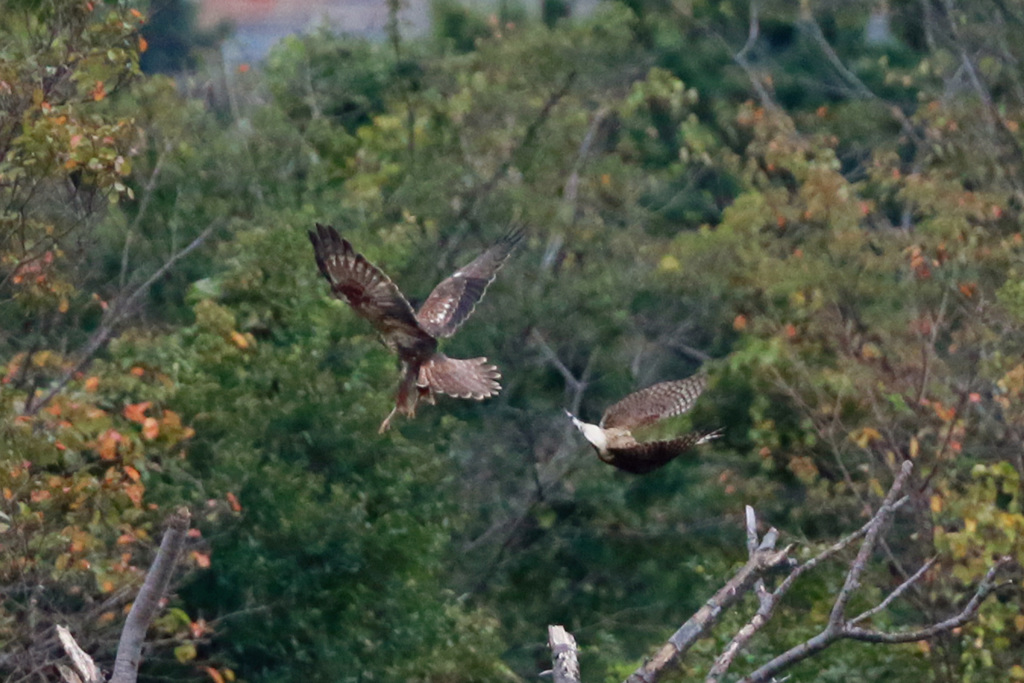 チュウヒハイタカバトル-2