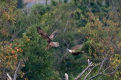 チュウヒハイタカバトル-2