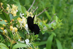 クロアゲハ発見