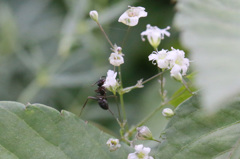 足踏ん張ってます