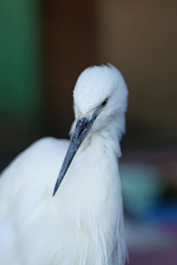 コサギポートレイト-2