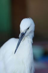 コサギポートレイト-2