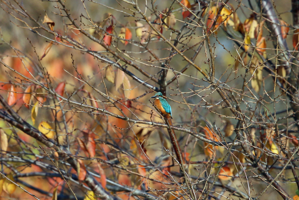 紅葉カワセミ